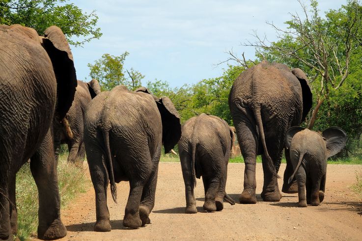Eléphant au Kruger National Park
Altitude : 272 mètres
