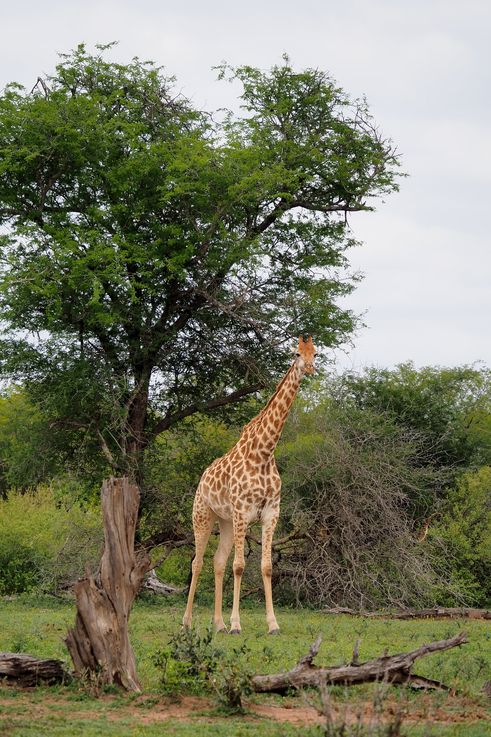 Girafe au Kruger National Park
Altitude : 269 mètres