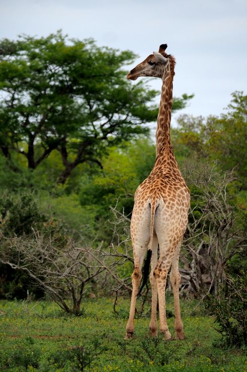 Girafe au Kruger National Park
Altitude : 268 mètres