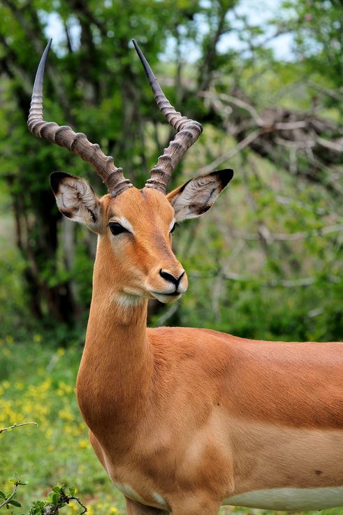 Impala au Kruger National Park
Altitude : 275 mètres