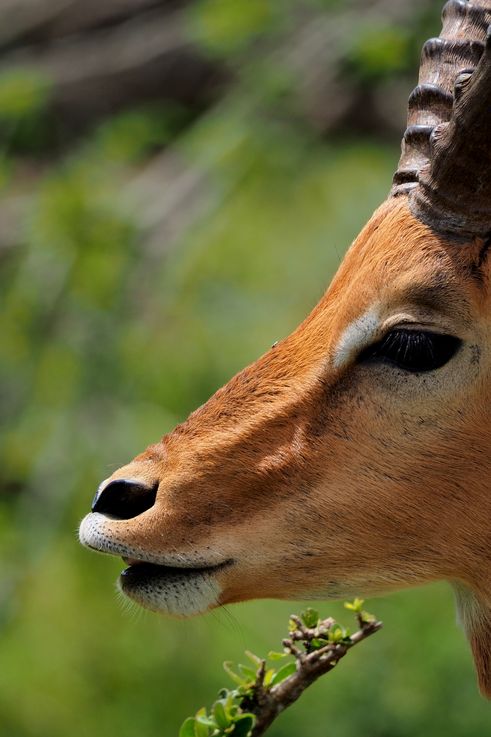 Impala au Kruger National Park
Altitude : 282 mètres