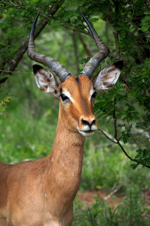 Impala au Kruger National Park
Altitude : 275 mètres