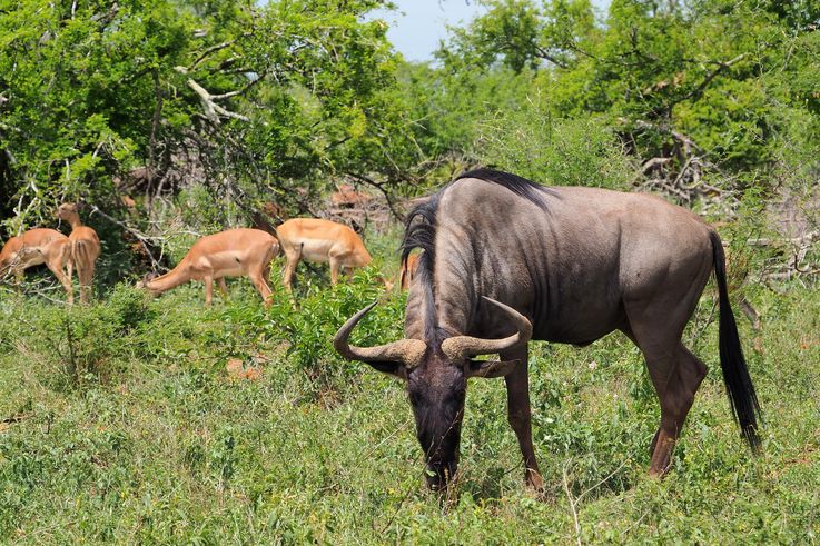 Gnou bleu au Kruger National Park
Altitude : 242 mètres
