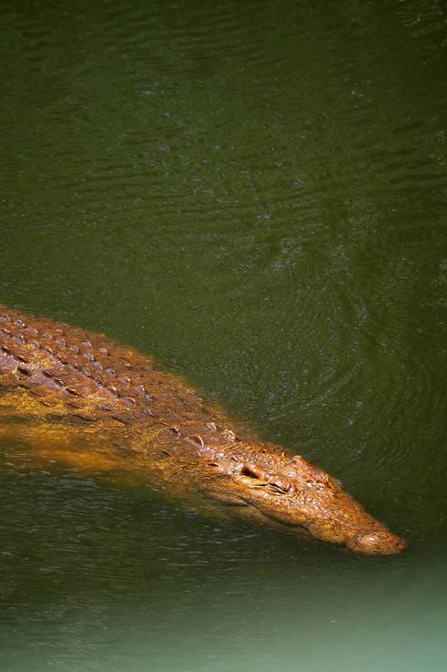 Crocodile Du Nil au Kruger National Park
Altitude : 187 mètres