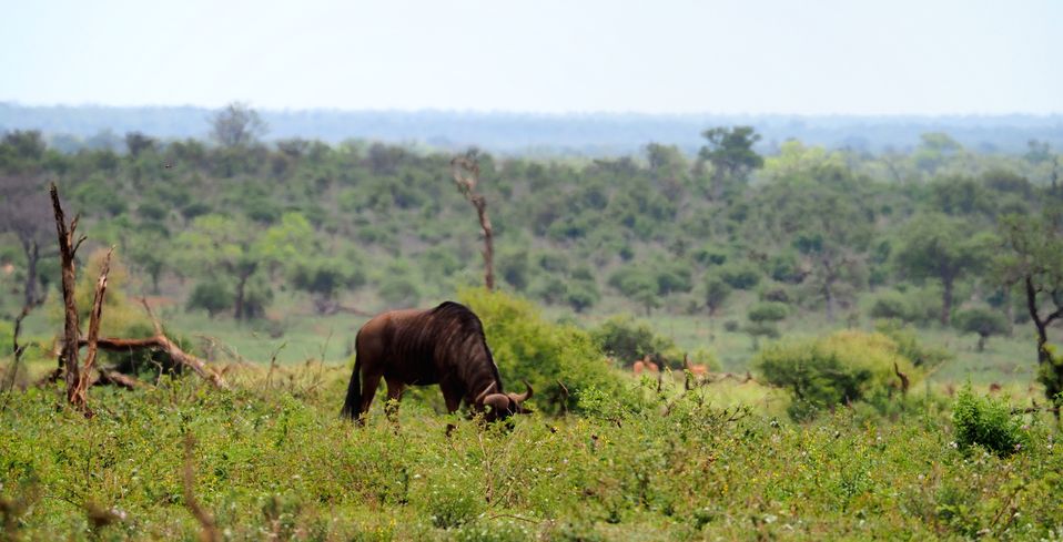 Buffle au Kruger National Park
Altitude : 224 mètres