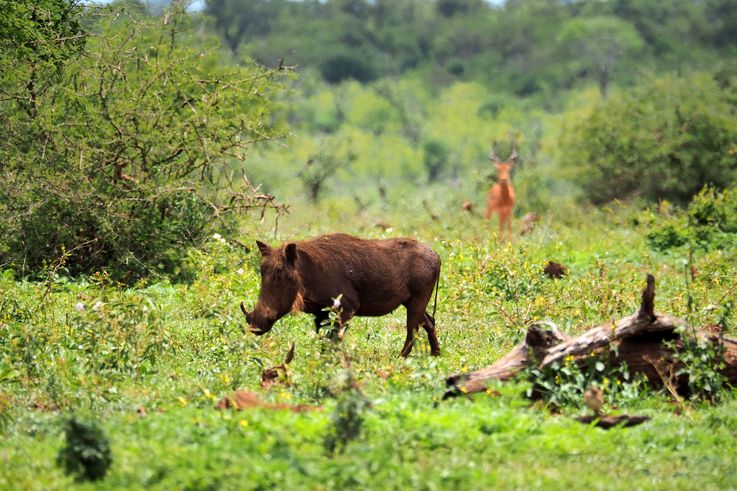 Phacochère au Kruger National Park
Altitude : 225 mètres