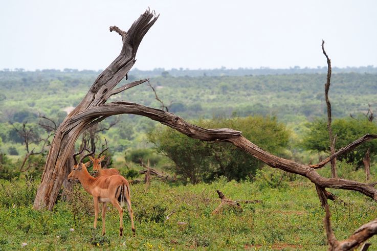 Impala au Kruger National Park
Altitude : 228 mètres
