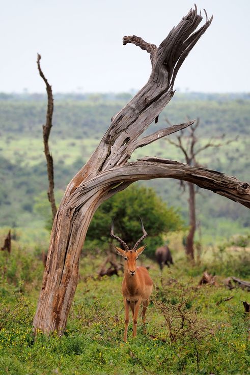 Impala au Kruger National Park
Altitude : 223 mètres