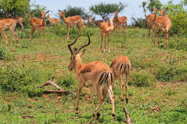 Impala au Kruger National Park
Altitude : 222 mètres