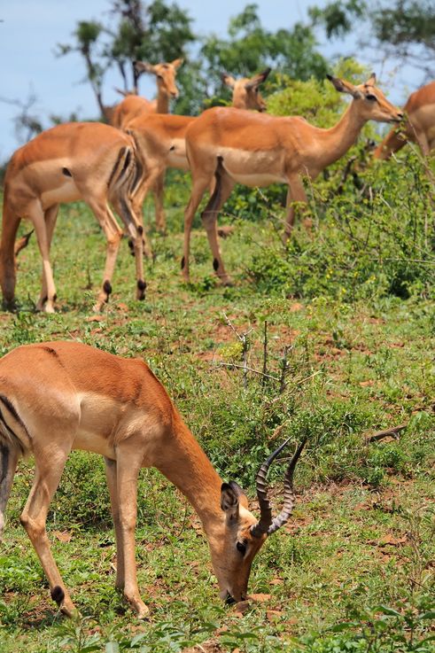 Impala au Kruger National Park
Altitude : 227 mètres