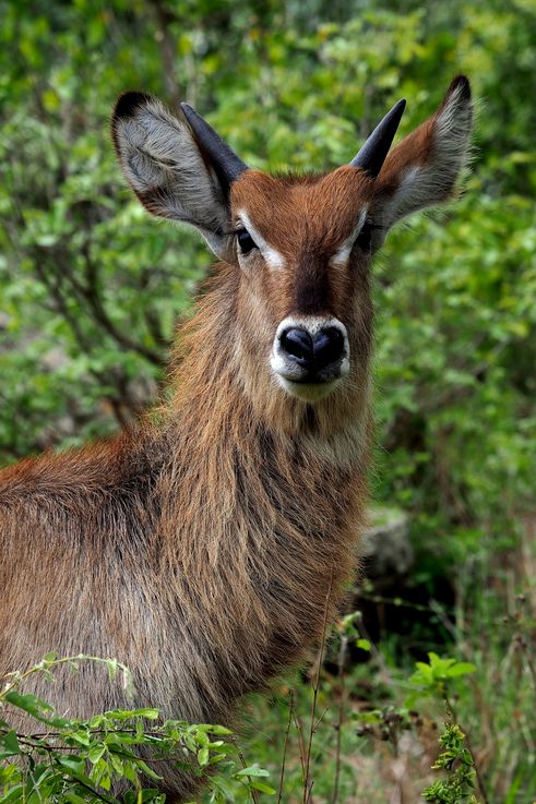 Cobe onctueux au Kruger National Park
Altitude : 198 mètres