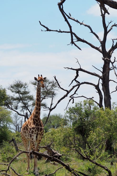 Girafe au Kruger National Park
Altitude : 237 mètres