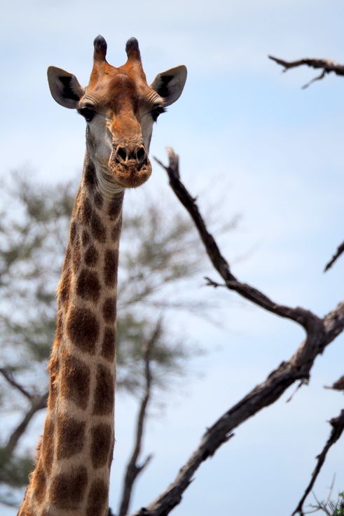 Girafe au Kruger National Park
Altitude : 235 mètres