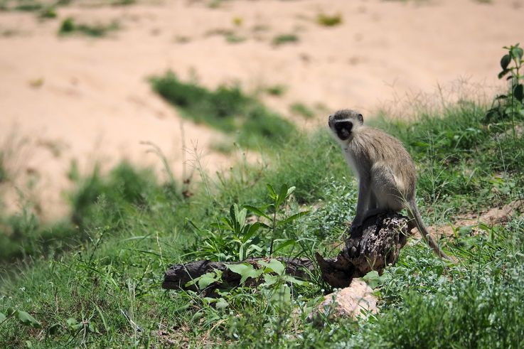 Vervet au Kruger National Park
Altitude : 222 mètres