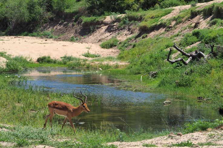 Kruger National Park
Altitude : 229 mètres