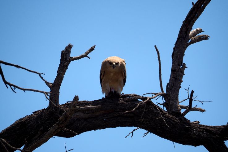 Aigle Ravisseur au Kruger National Park
Altitude : 299 mètres