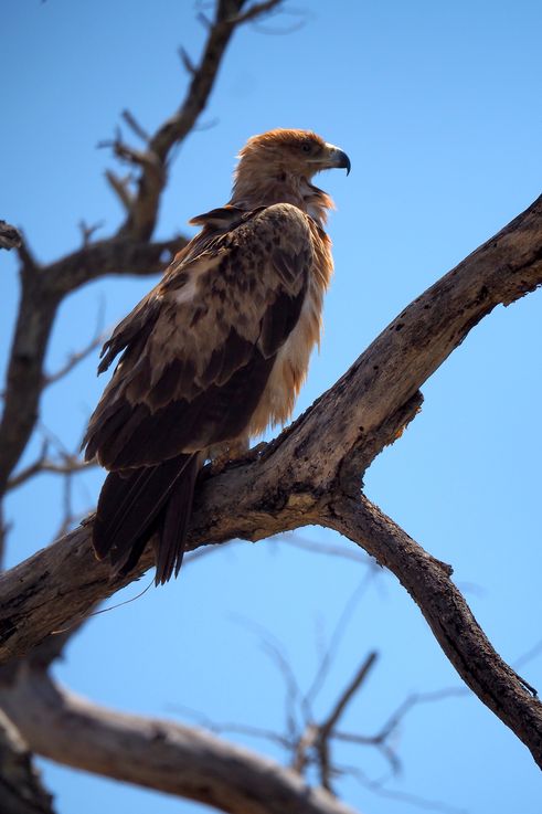 Aigle Ravisseur au Kruger National Park
Altitude : 303 mètres