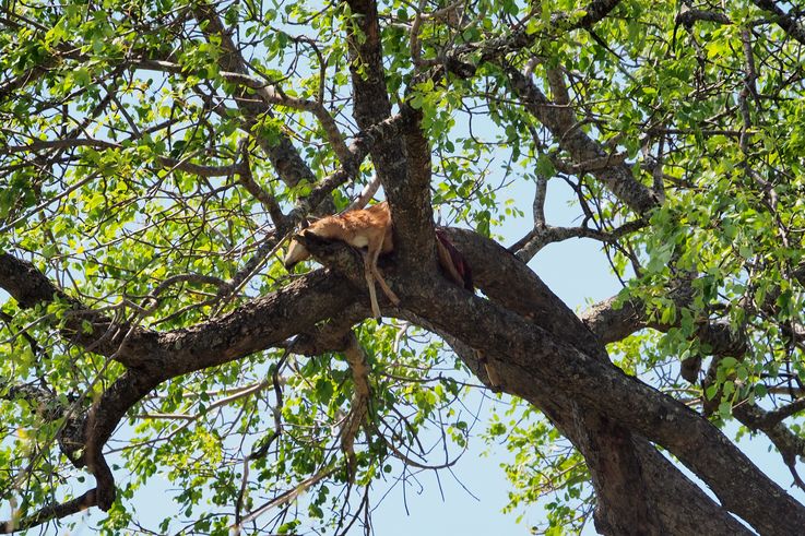 Cadavre d'Impala dans un arbre au Kruger National Park
Altitude : 279 mètres