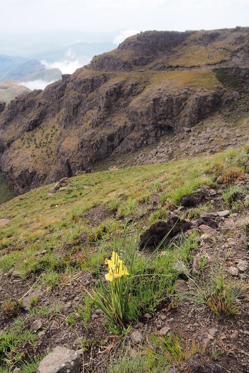 Fleurs dans le Royal Natal National Park Sentinel Hiking Trail dans le Drakensberg
Altitude : 2841 mètres