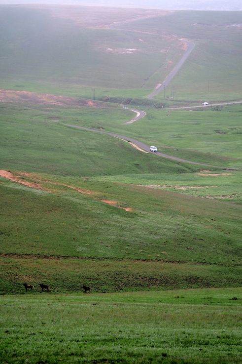 Zèbres Des Plaines dans le Drakensberg
Altitude : 2089 mètres