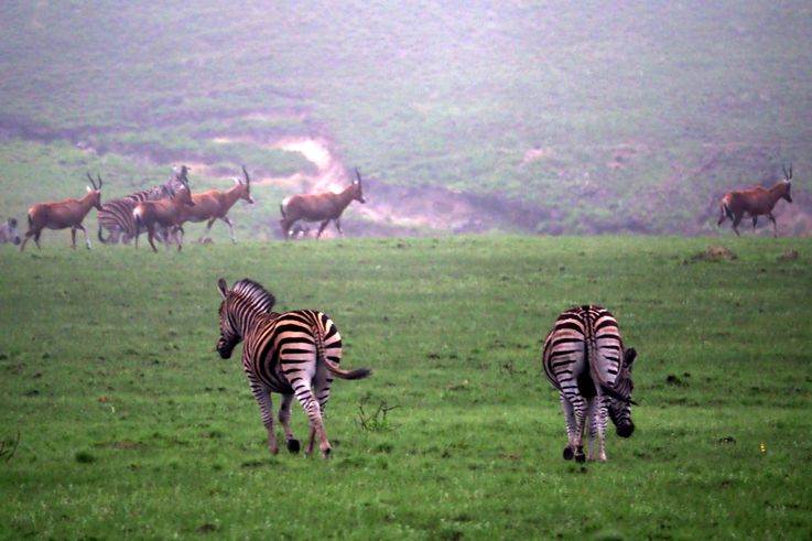 Zèbres Des Plaines dans le Drakensberg
Altitude : 2085 mètres