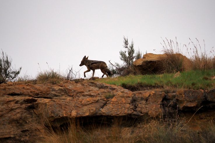 Chacal à Chabraque dans le Drakensberg
Altitude : 2085 mètres