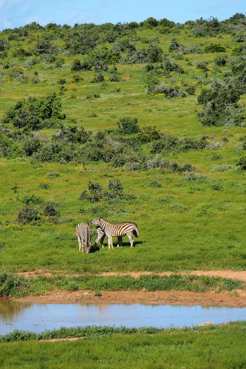 Zèbre Des Plaines au parc Addo Elephant
Altitude : 199 mètres