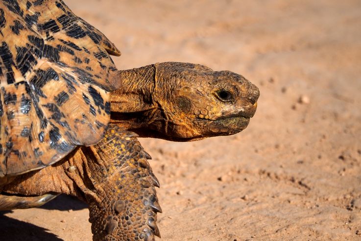 Tortue Léopard au parc Addo Elephant
Altitude : 194 mètres