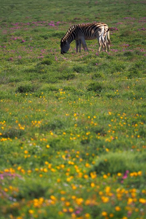 Zèbre des plaines au parc Addo Elephant
Altitude : 200 mètres