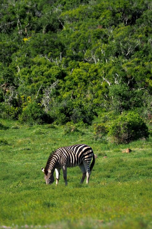Zèbre Des Plaines au parc Addo Elephant
Altitude : 256 mètres