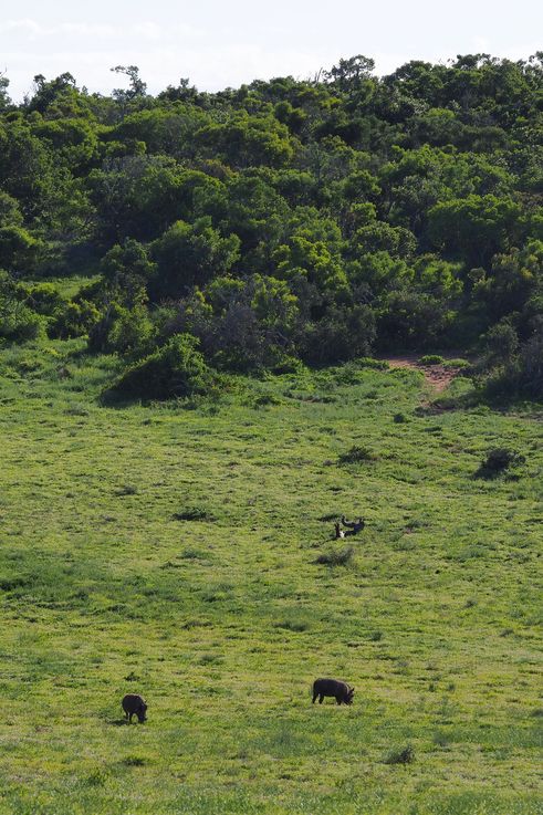 Phacochères au parc Addo Elephant
Altitude : 345 mètres