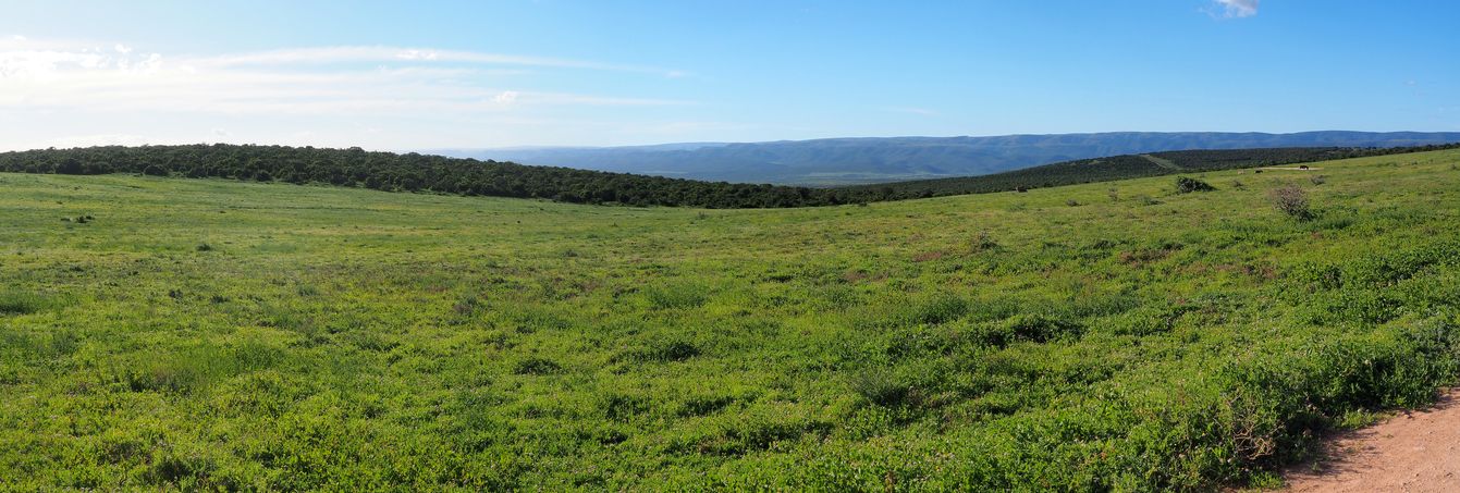 Au parc Addo Elephant
Altitude : 352 mètres
