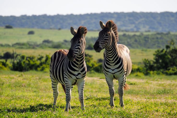 Zèbre Des Plaines au parc Addo Elephant
Altitude : 346 mètres