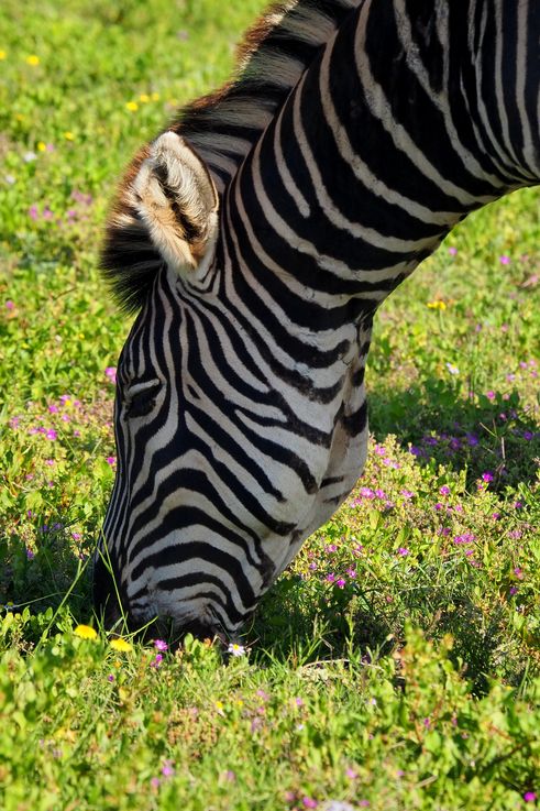 Zèbre Des Plaines au parc Addo Elephant
Altitude : 351 mètres