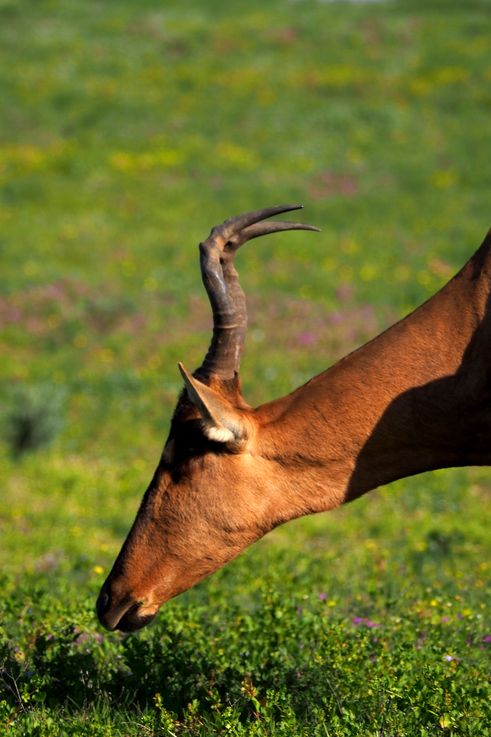 Bubale au parc Addo Elephant
Altitude : 356 mètres
