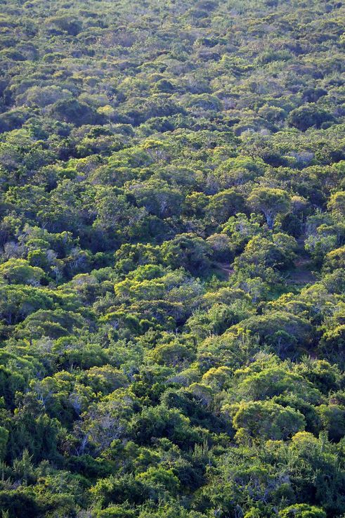 Au parc Addo Elephant
Altitude : 342 mètres