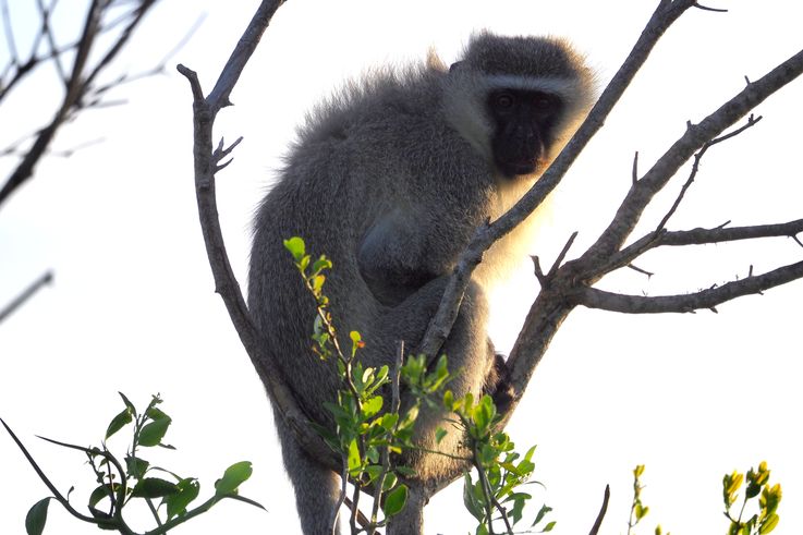 Vervet au parc Addo Elephant
Altitude : 374 mètres