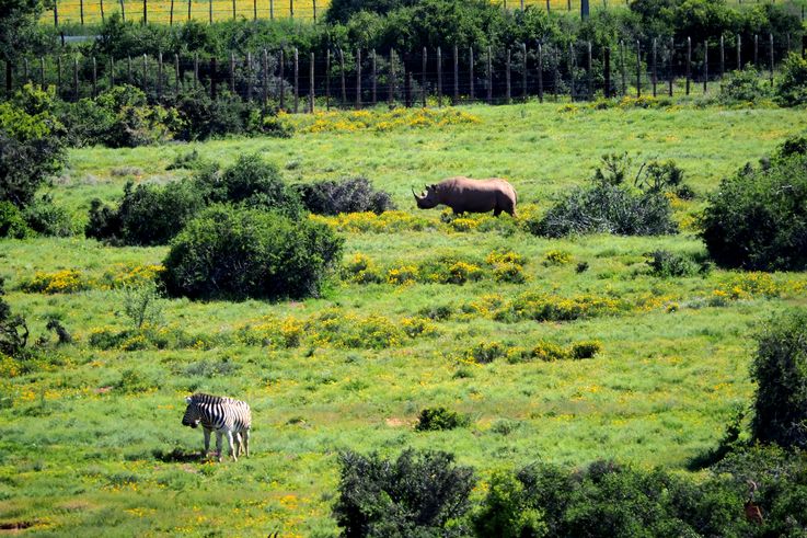 Rhinoceros blanc au parc Addo Elephant
Altitude : 186 mètres