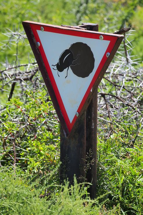 Attention bousier ! Parc Addo Elephant
Altitude : 171 mètres