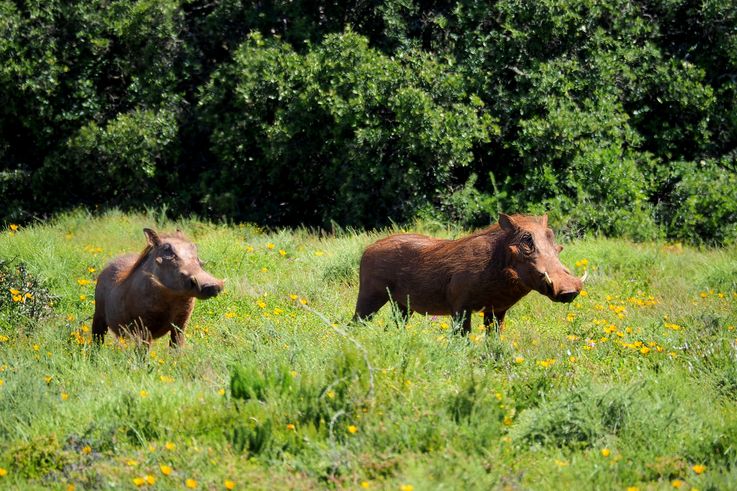 Phacochères au parc Addo Elephant
Altitude : 196 mètres