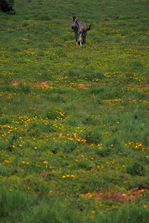 Zèbre Des Plaines au parc Addo Elephant
Altitude : 192 mètres