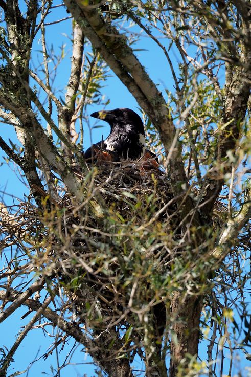 Corbeau Pie du cap au parc Addo Elephant
Altitude : 233 mètres
