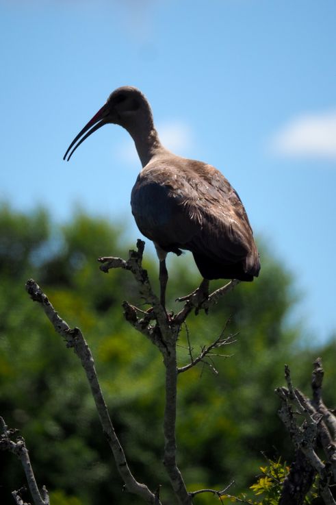 Ibis hagedash au parc Addo Elephant
Altitude : 231 mètres