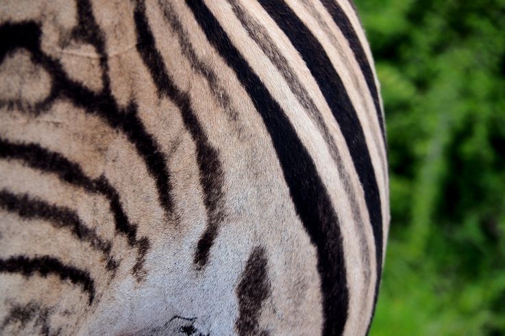 Zèbre Des Plaines au parc Addo Elephant
Altitude : 190 mètres