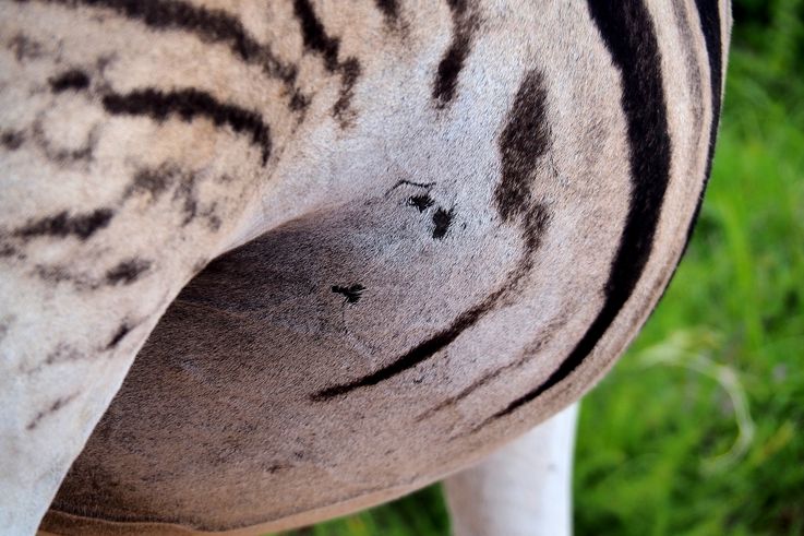 Zèbre Des Plaines au parc Addo Elephant
Altitude : 190 mètres