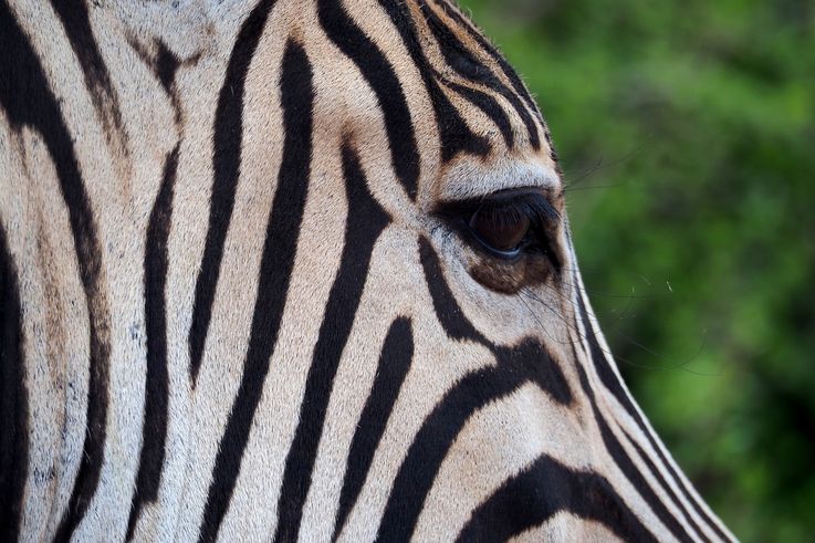 Zèbre Des Plaines au parc Addo Elephant
Altitude : 193 mètres