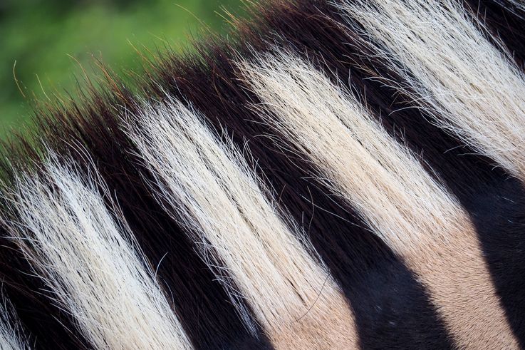 Zèbre Des Plaines au parc Addo Elephant
Altitude : 195 mètres