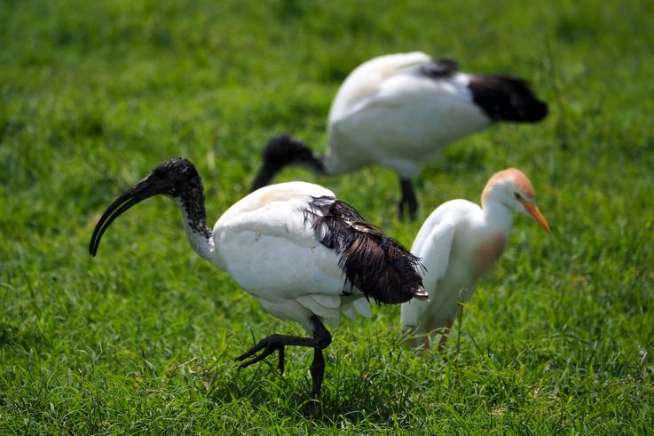 Ibis Sacré au parc Addo Elephant
Altitude : 175 mètres