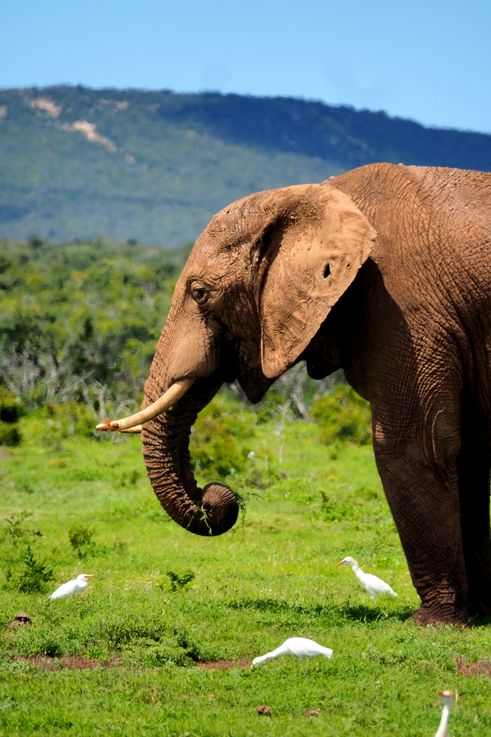 Eléphant au parc Addo Elephant
Altitude : 177 mètres