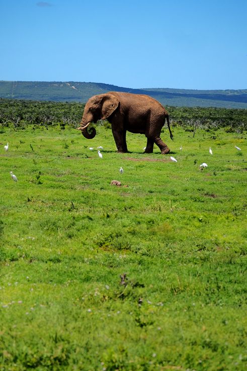 Eléphant au parc Addo Elephant
Altitude : 177 mètres
